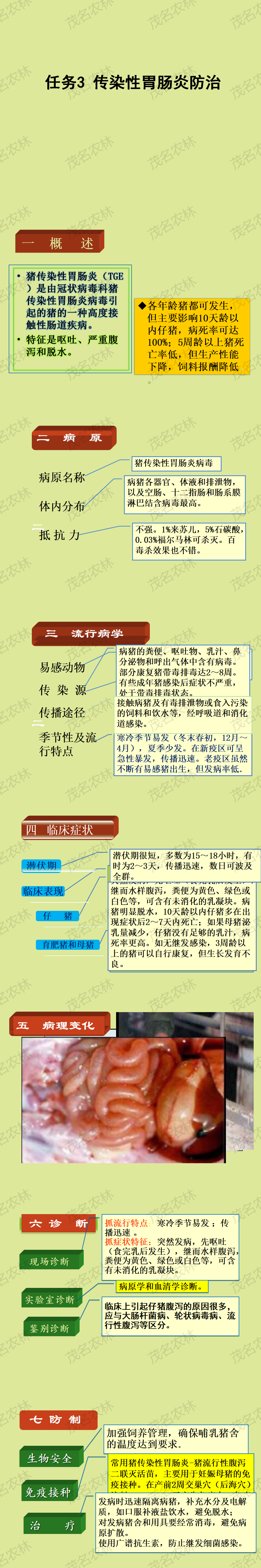 任务3 传染性胃肠炎防治.png