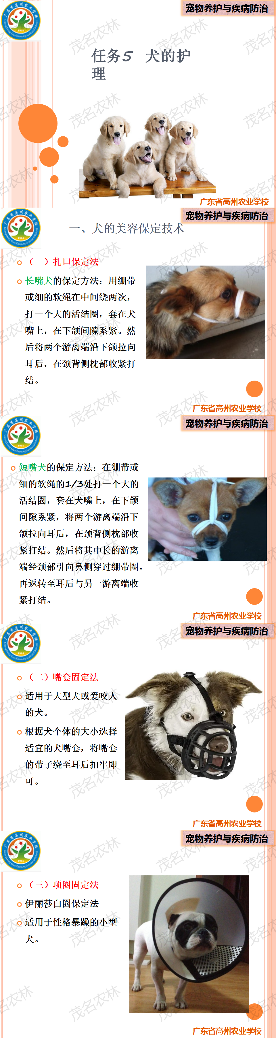 任务5 犬的护理.png