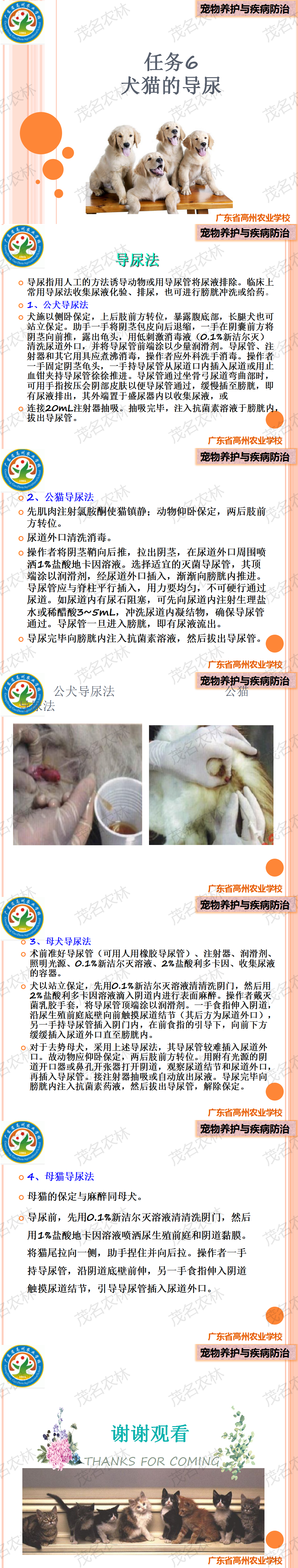 任务6 犬猫的导尿.png