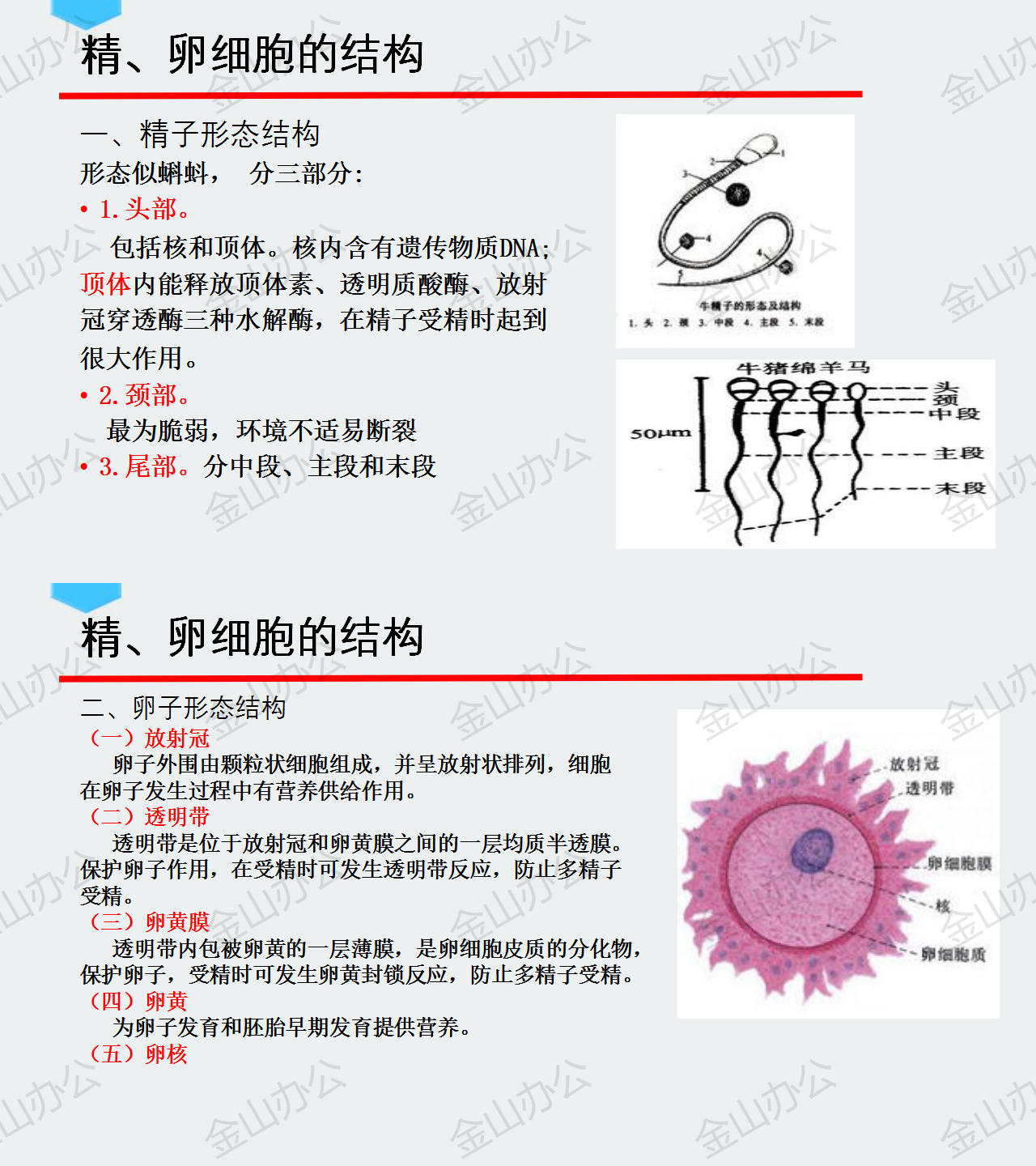 12.精、卵细胞的结构.png